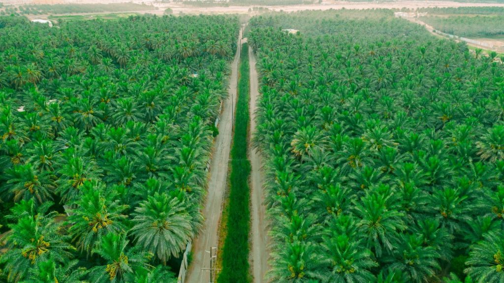 al ahsa